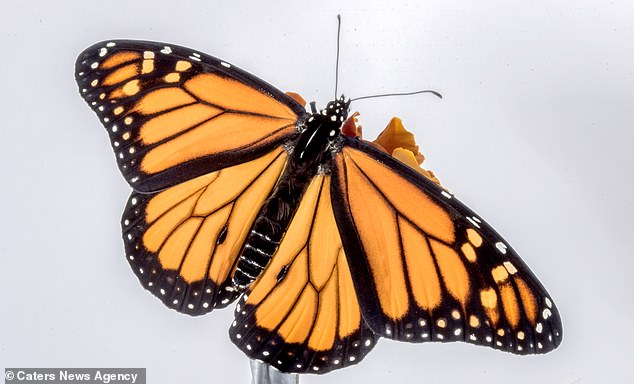 Monarch Butterfly Eye Makeup Stunning Timelapse Footage Shows A Huge Monarch Butterfly Breaking